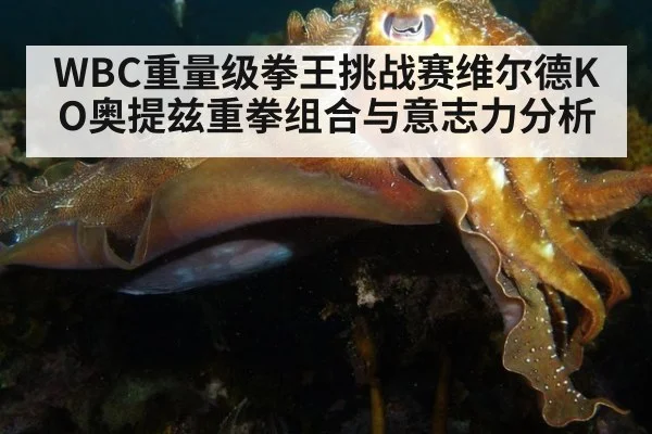 WBC重量级拳王挑战赛维尔德KO奥提兹重拳组合与意志力分析